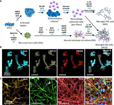 Alzheimer’s Risk Gene TREM2 Determines Functional Properties of New Type of Human iPSC-Derived Microglia